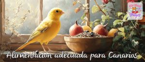 comida para canarios