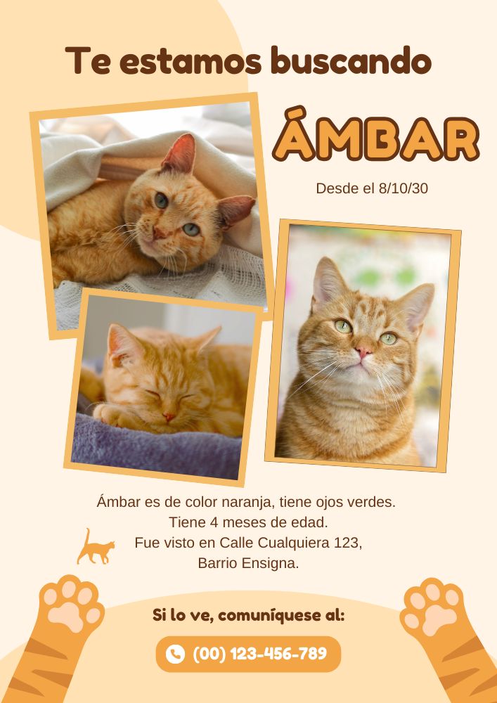Flyer mascota perdida gato fotográfico naranja Flyer mascota perdida gato fotográfico naranja