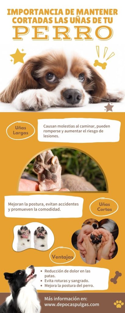 IMPORTANCIA DE MANTENER CORTADAS LAS UÑAS DE TU Infografía sobre la importancia de mantener cuidadas y cortas las uñas de un perro