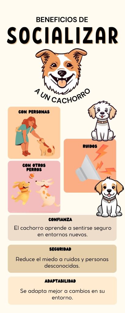infografía sobre los beneficios de socializar a un cachorro