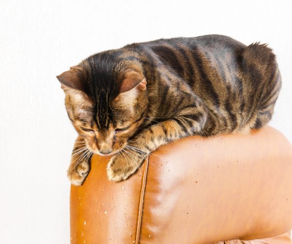 Un gato araña el brazo de un sillón