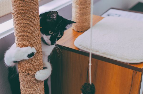 Gato enganchado a un árbol rascador