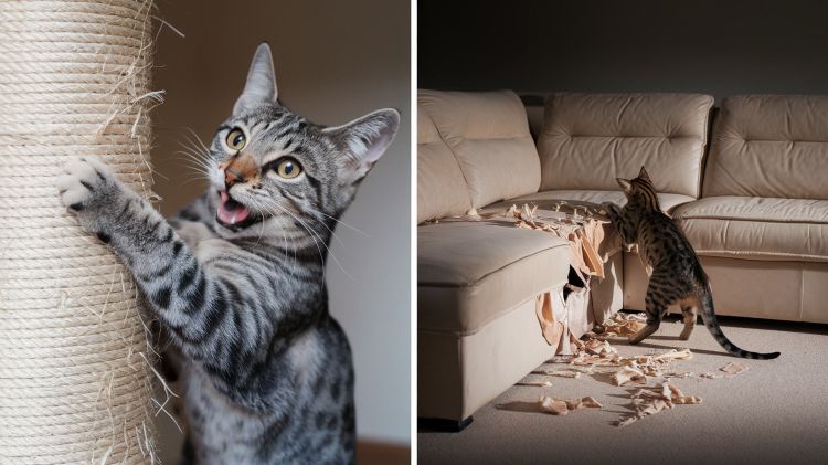 gato con rascador vs gato destrozando sofá gato con rascador vs gato destrozando sofá