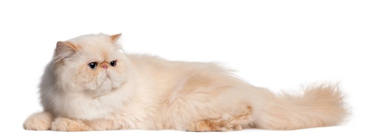 Gato Persa