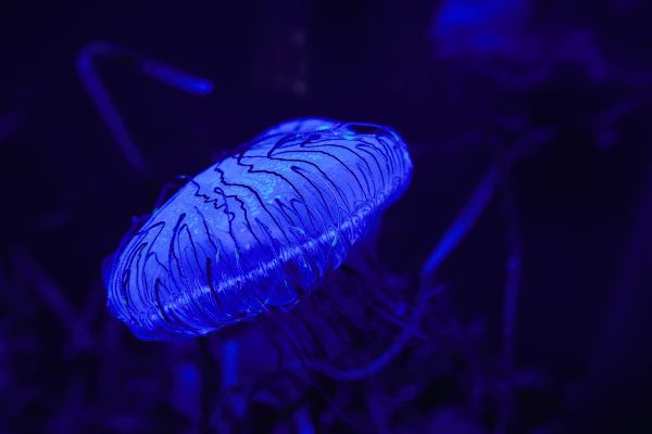 bioluminiscencia