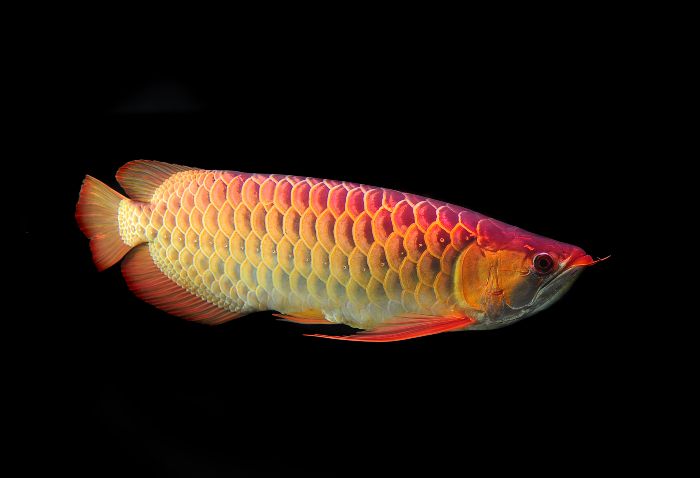 Arowana