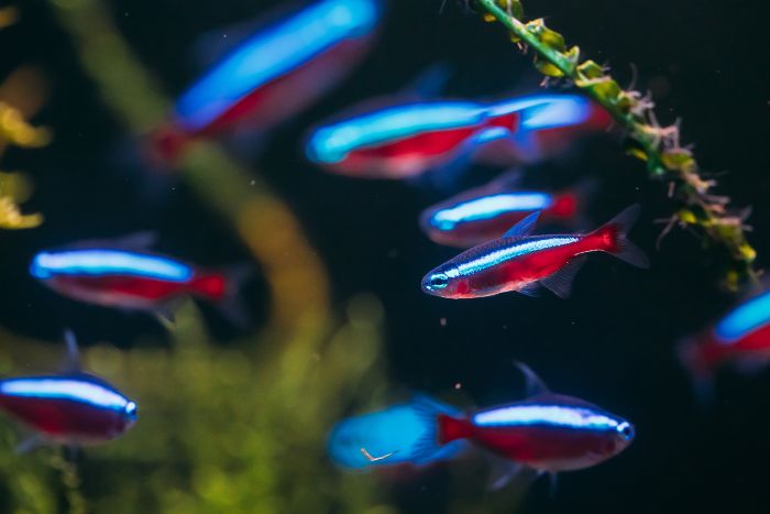 Tetra Cardenal