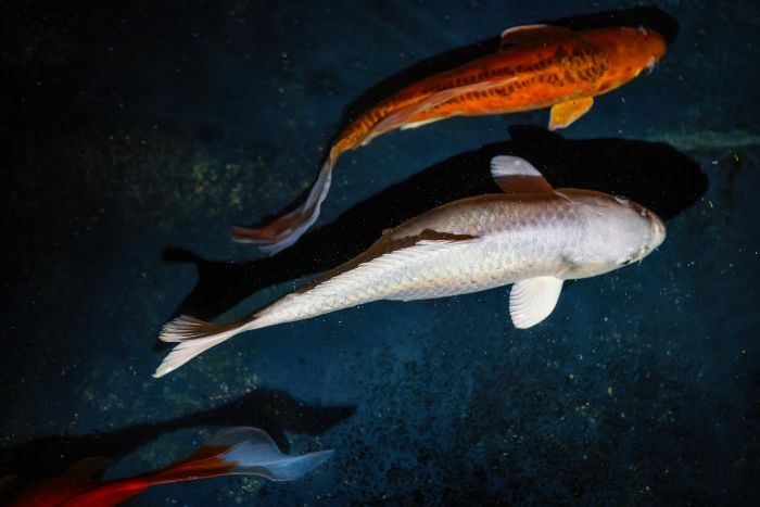 Carpa Koi