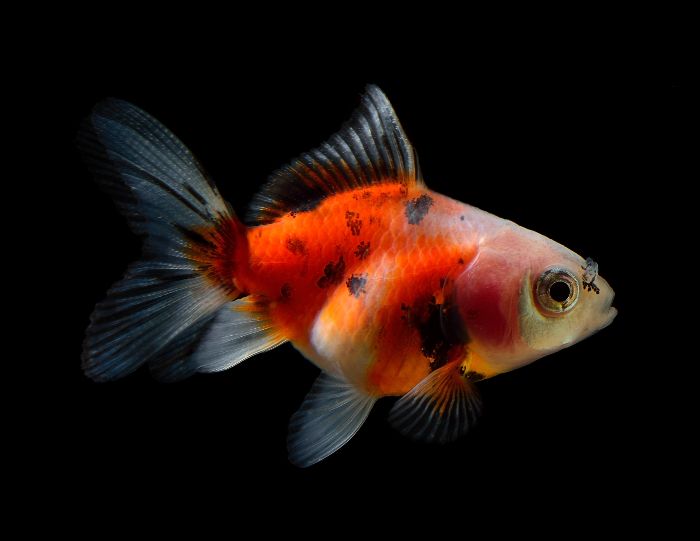 Goldfish Carassius auratus