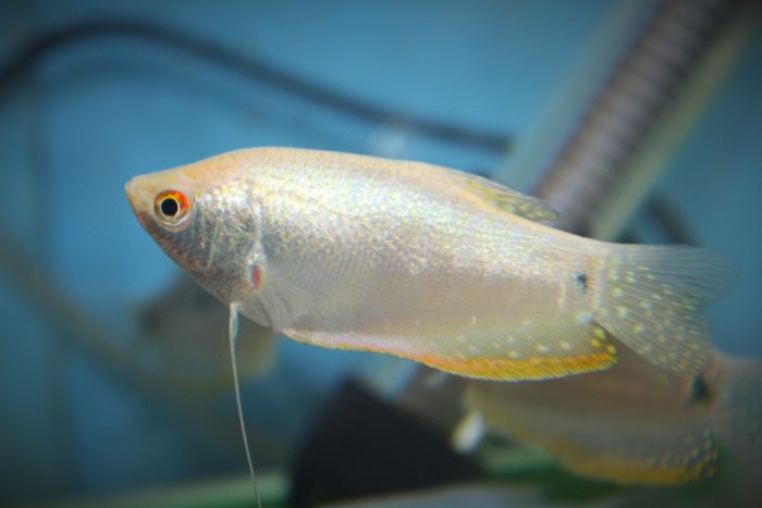 gourami